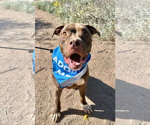 Marky Mark - Male American Pit Bull Terrier-Unknown Mix Dog for Adoption - Photo #3