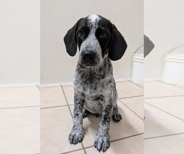 Medium Photo #1 Bluetick Coonhound-Unknown Mix Puppy For Sale in Green Forest, AR, USA