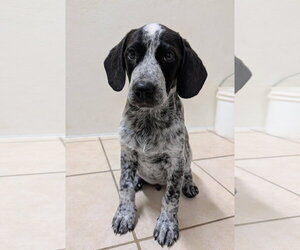 Bluetick Coonhound-Unknown Mix Dogs for adoption in Green Forest, AR, USA
