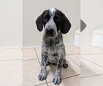 Small Bluetick Coonhound Mix