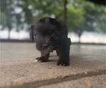 Small #4 Havanese