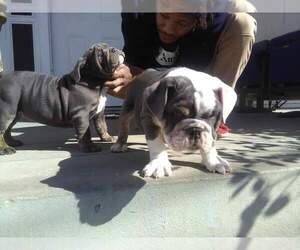 English Bulldog Puppy for sale in NEW ORLEANS, LA, USA