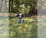 Small #5 Cavachon