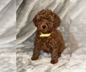 Poodle (Toy) Puppy for Sale in DETROIT, Michigan USA