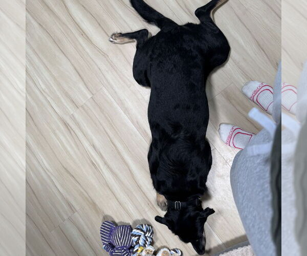 Medium Photo #11 Labrador Retriever-Unknown Mix Puppy For Sale in Fargo, ND, USA