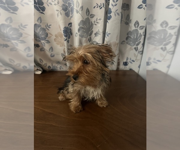 Medium Photo #2 Yorkshire Terrier Puppy For Sale in DURHAM, CT, USA