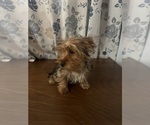 Small Photo #2 Yorkshire Terrier Puppy For Sale in DURHAM, CT, USA