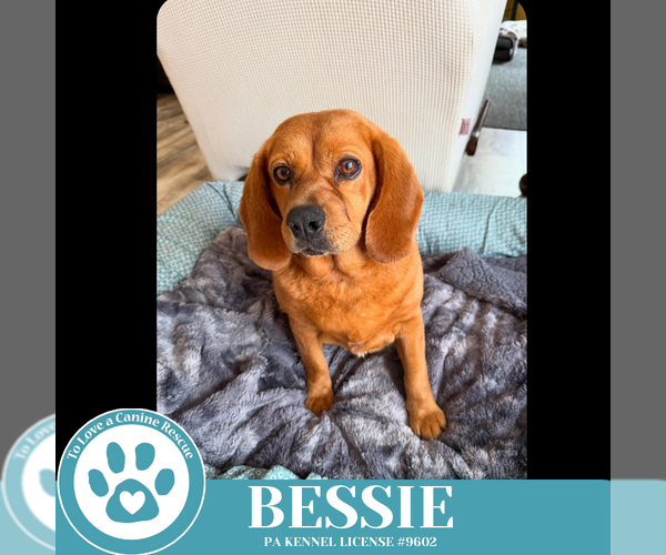 Medium Photo #1 Doxle Puppy For Sale in Kimberton, PA, USA