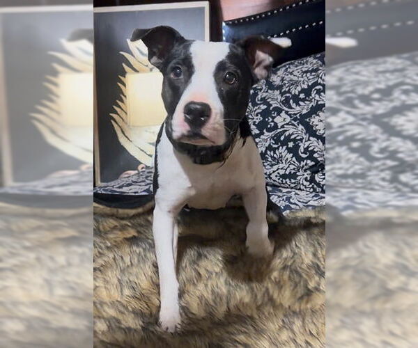 Medium Photo #5 Mutt Puppy For Sale in Lake Wylie, SC, USA