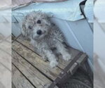 Small #6 Mutt