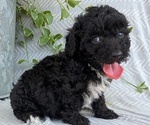Small #1 Poodle (Toy)