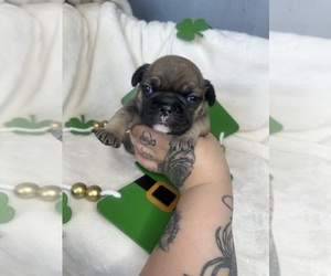 French Bulldog Puppy for sale in GALESBURG, IL, USA
