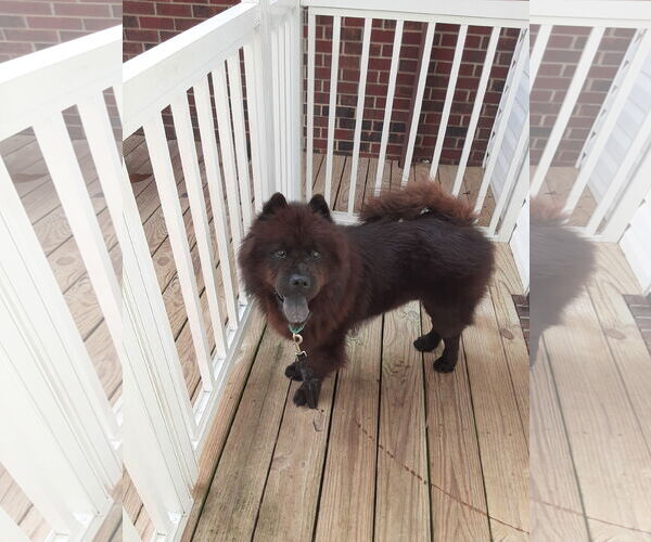 Medium Photo #2 Chow Chow Puppy For Sale in San Antonio, TX, USA