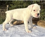 Small #10 Boxer