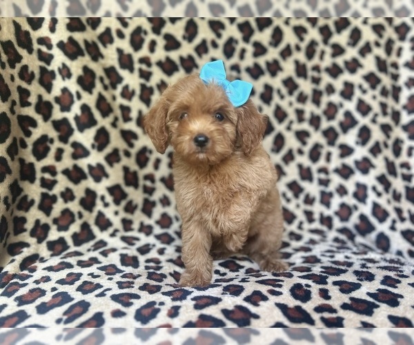 Medium Photo #9 Cock-A-Poo Puppy For Sale in LAKELAND, FL, USA