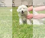 Small Photo #1 Great Pyrenees Puppy For Sale in ROBBINS, NC, USA