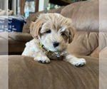 Puppy Macie Maltipoo