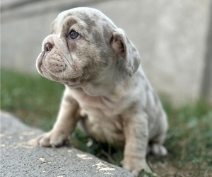 English Bulldog Puppy for sale in WEST HOLLYWOOD, CA, USA