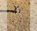 Small Photo #9 French Bulldog Puppy For Sale in EDMOND, OK, USA