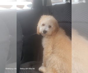 Double Doodle Puppy for sale in MANHEIM, PA, USA