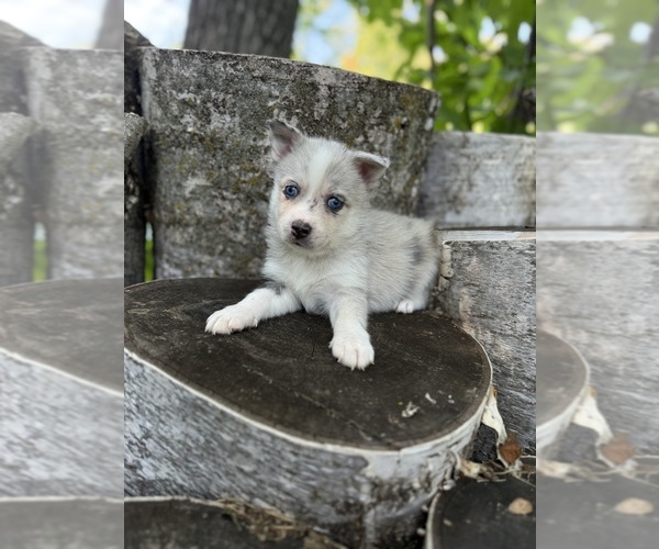 Medium Photo #13 Alaskan Klee Kai-Pomsky Mix Puppy For Sale in STAPLES, MN, USA