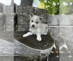 Small #12 Alaskan Klee Kai-Pomsky Mix