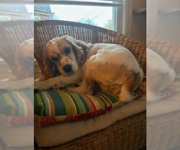 Medium Photo #3 Cocker Spaniel Puppy For Sale in Cliffwood, NJ, USA