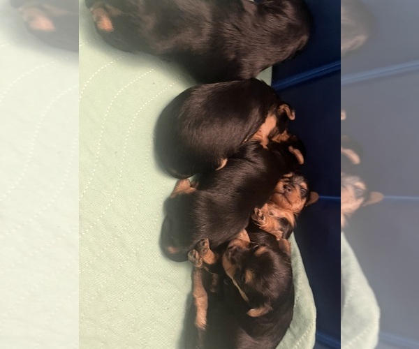 Medium Photo #3 Morkie Puppy For Sale in PLAINFIELD, IL, USA