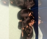 Small #2 Morkie