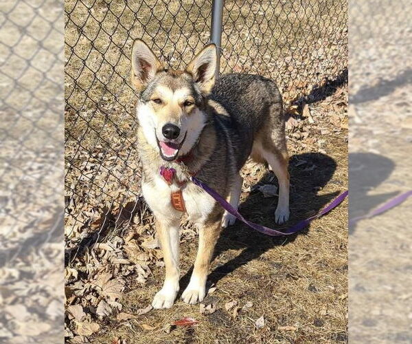 Medium Photo #8 Huskies -Unknown Mix Puppy For Sale in Crystal, MN, USA
