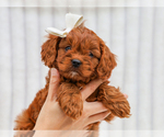 Small #1 Cavapoo (Miniature)