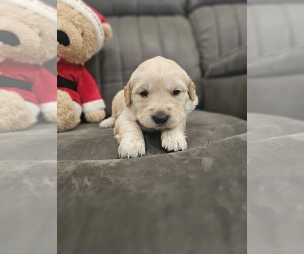 Medium Photo #18 Golden Retriever Puppy For Sale in SACRAMENTO, CA, USA