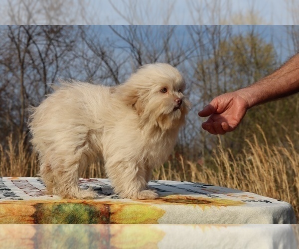 Medium Photo #23 ShihPoo Puppy For Sale in DYERSBURG, TN, USA