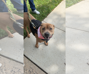 American Pit Bull Terrier-Unknown Mix Dogs for adoption in Oakhurst, NJ, USA