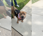 Small American Pit Bull Terrier Mix