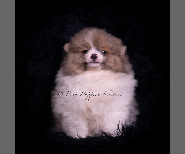 Medium Photo #120 Pomeranian Puppy For Sale in WARSAW, IN, USA