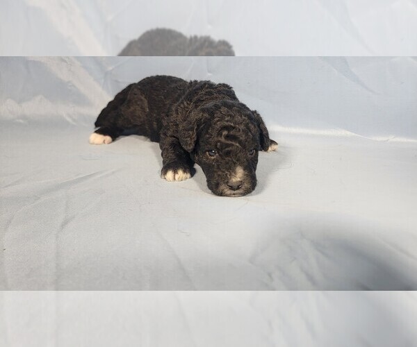 Medium Photo #1 Bernedoodle (Miniature) Puppy For Sale in PEYTON, CO, USA