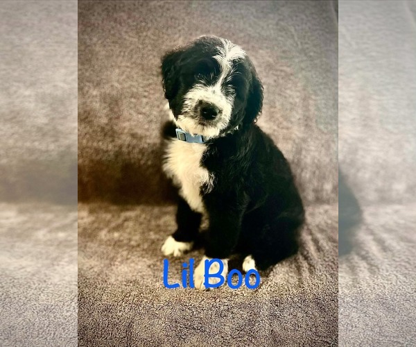 Medium Photo #1 Poodle (Standard)-Unknown Mix Puppy For Sale in Oakhurst, NJ, USA