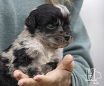 Puppy 3 Miniature Australian Shepherd-Poodle (Standard) Mix