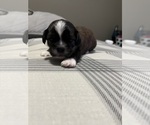 Small Photo #4 Bea-Tzu Puppy For Sale in PARMA, MI, USA