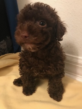 Medium Photo #1 Poodle (Toy) Puppy For Sale in MELBOURNE, FL, USA