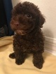Small Photo #1 Poodle (Toy) Puppy For Sale in MELBOURNE, FL, USA