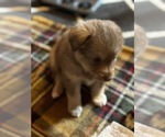 Small Photo #16 Australian Shepherd-Miniature Australian Shepherd Mix Puppy For Sale in PETERSBURG, IL, USA