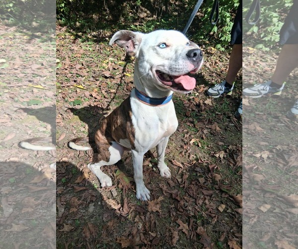 Medium Photo #3 American Pit Bull Terrier-Unknown Mix Puppy For Sale in Germantown, OH, USA
