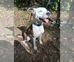 Small #2 American Pit Bull Terrier Mix