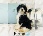 Small Photo #1 Poodle (Miniature) Puppy For Sale in ALGOOD, TN, USA