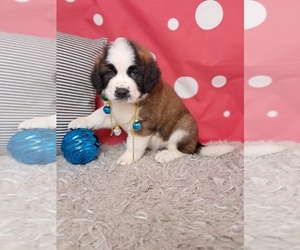 Saint Bernard Puppy for sale in SUGARCREEK, OH, USA