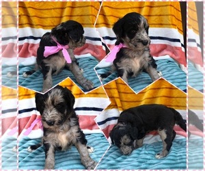 Aussiedoodle Puppy for sale in BLOOMFIELD, MO, USA