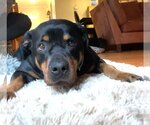 Small Photo #4 Rottweiler Puppy For Sale in Rockville, MD, USA