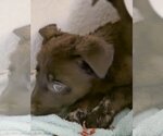 Small #4 Dutch Shepherd -German Shepherd Dog Mix